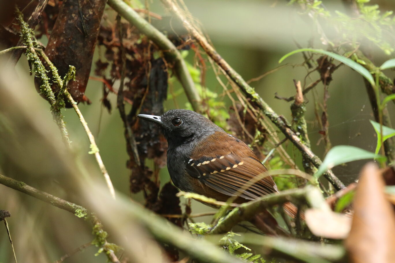 ZIMMER´S ANTBIRD